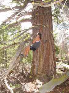 HRH takes on granddad Doug Fir