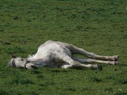horse lying down