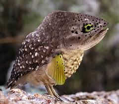 Iron Chef's idea of funny.