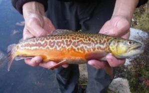 Tiger Trout